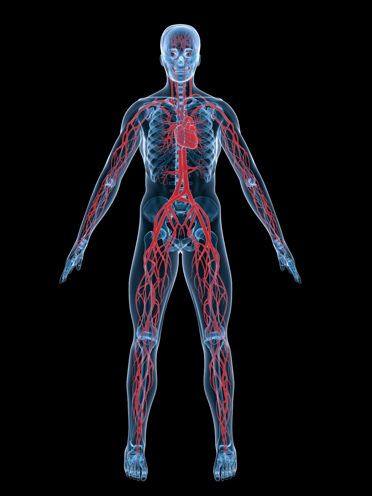 Maladies Cardio vasculaires Centre Hypertension Paris